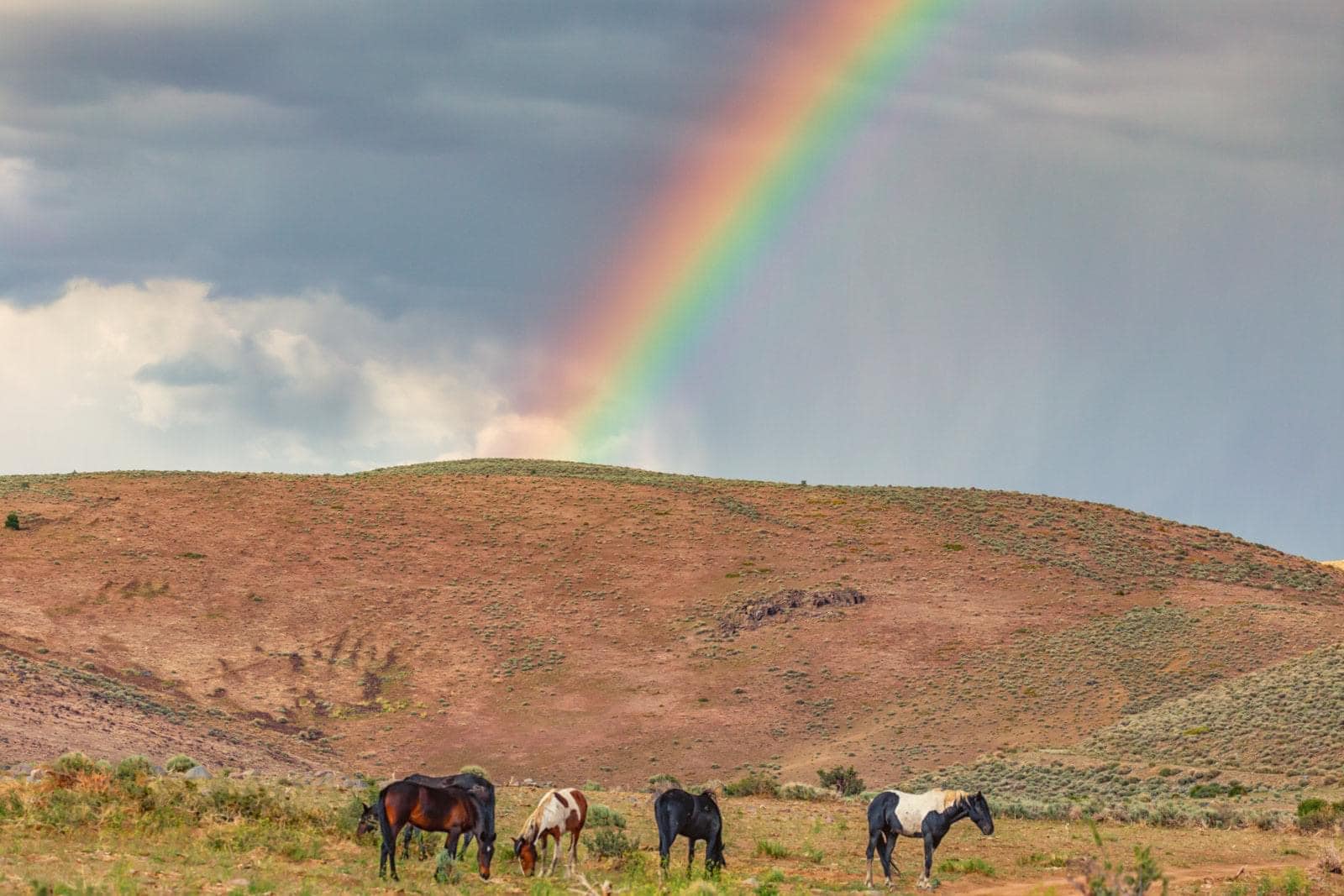 The Wild Horses Of The Virginia Range, Nevada